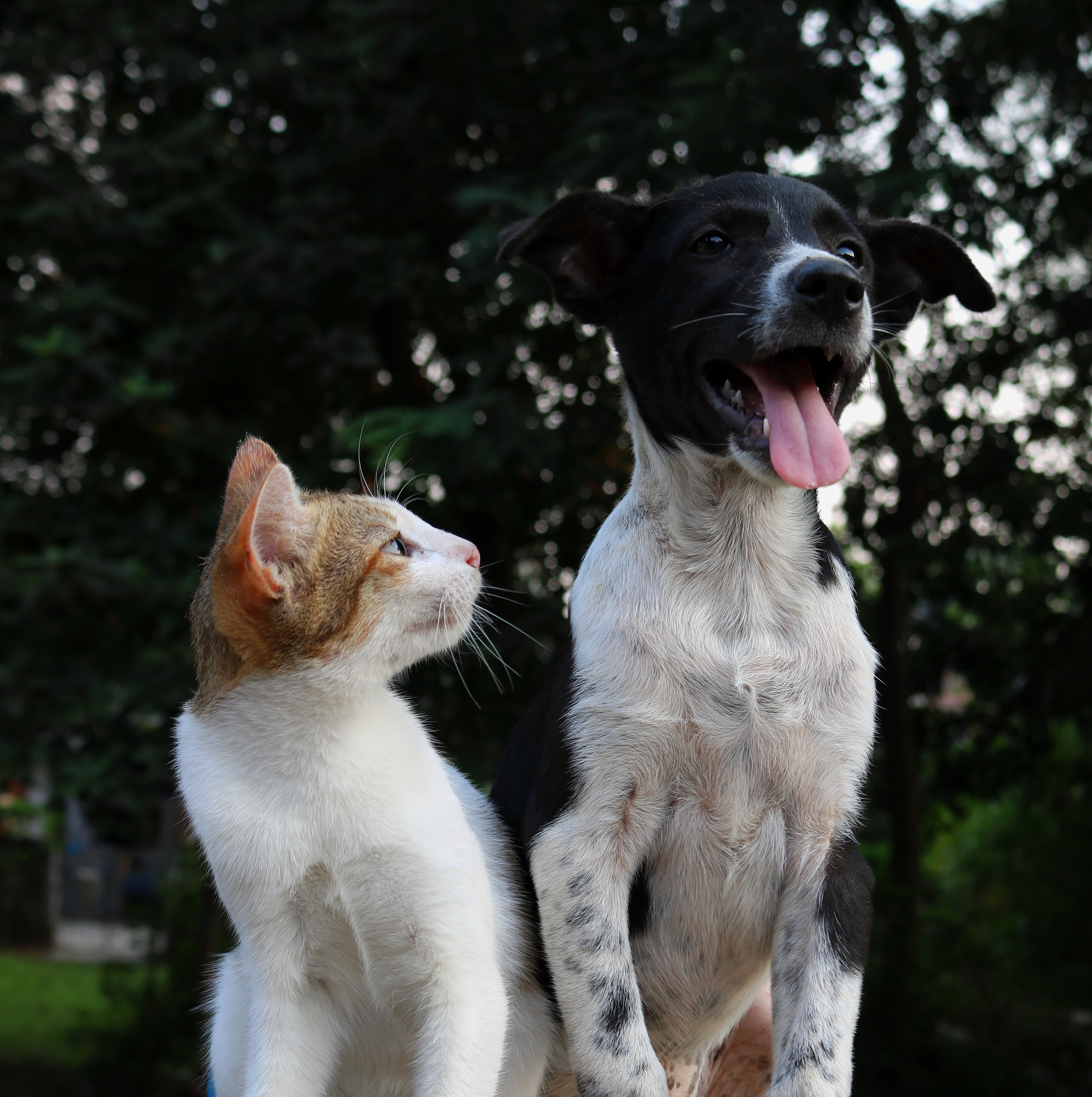 A young kitten looks at a younger, larger dog curiously. Photo by Anusha Barwa via Unsplash