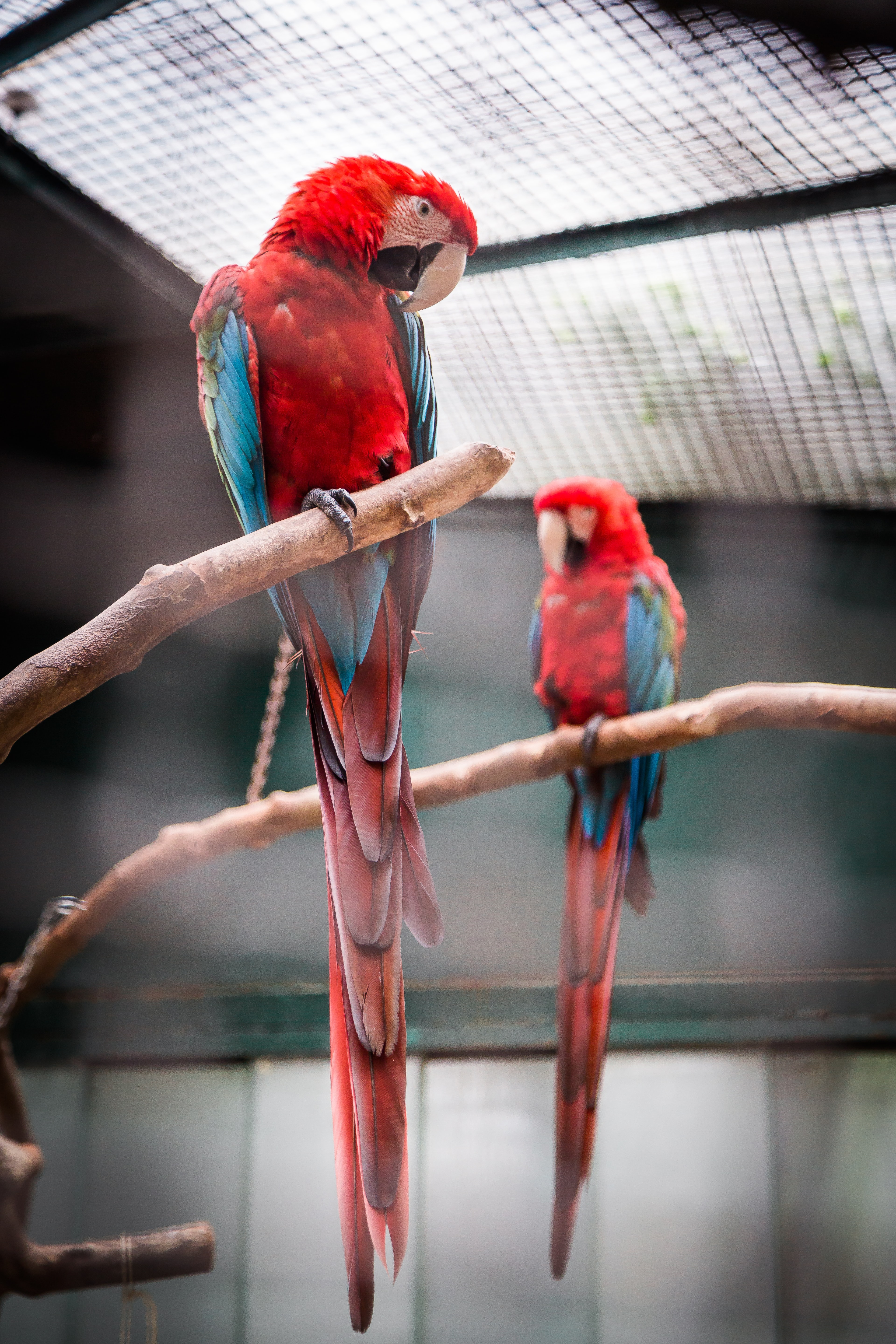 Two Scarlet Macaws sitting on two natural branch perches