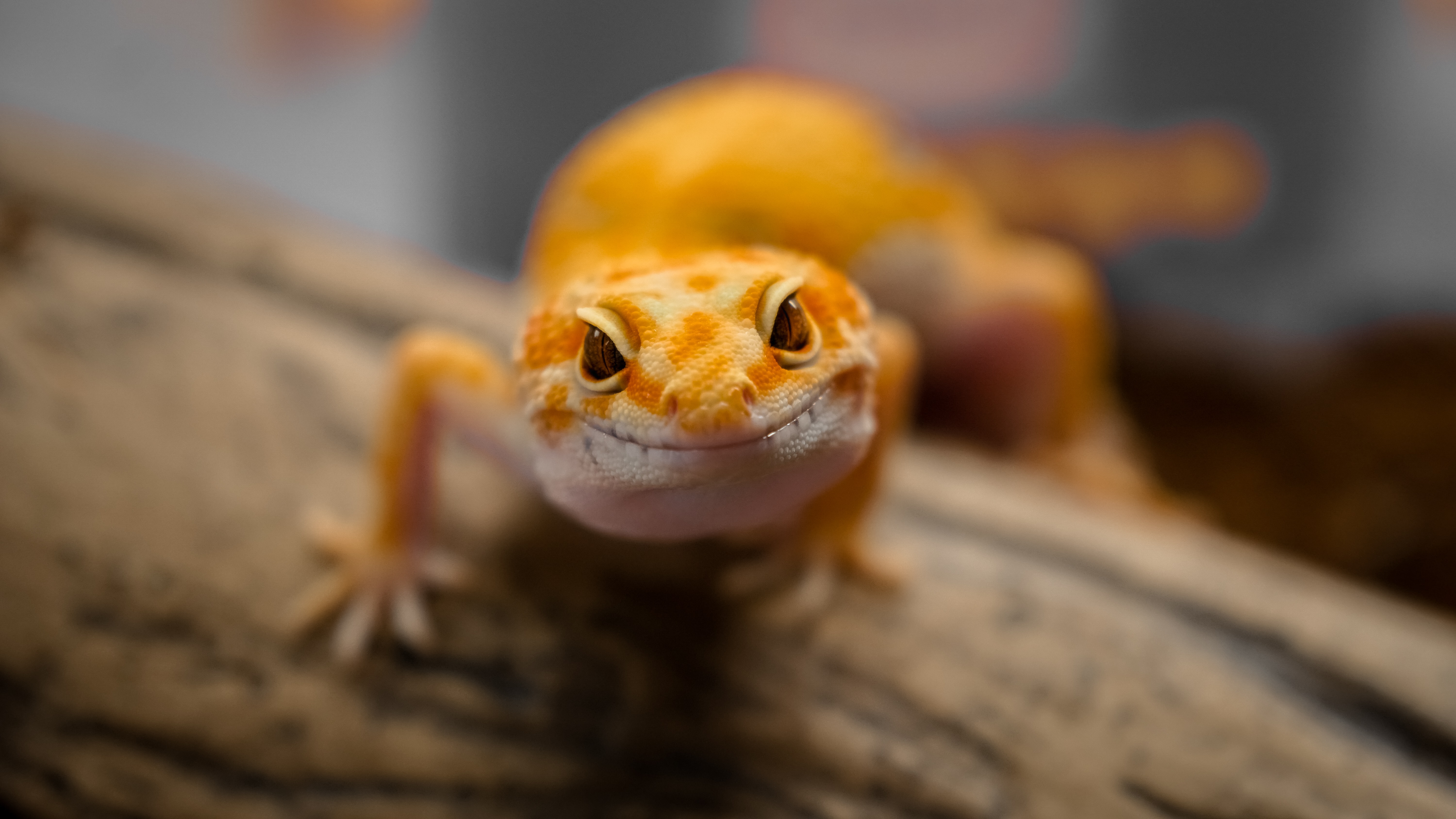 A curious gecko. Photo by Verdian Chua via Unsplash